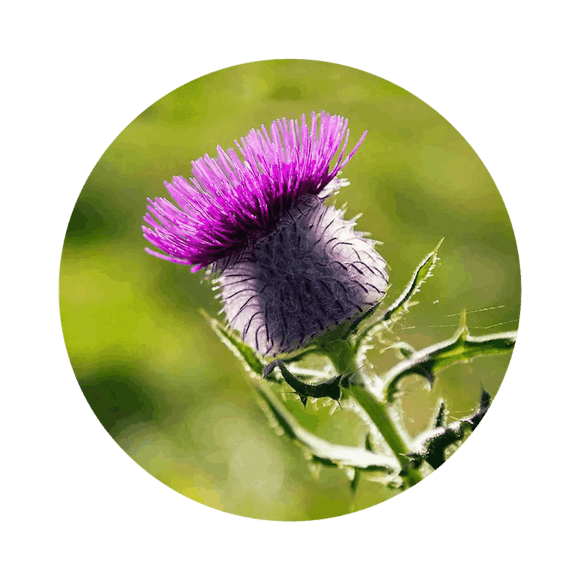 Faithful Fasting Formula Ingredients